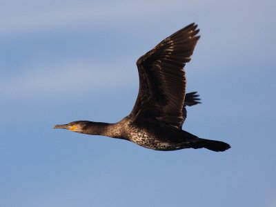Great Cormorant - Phalacrocorax carbo (immature)