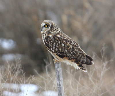 Short-eared Owl - Asio flammeus