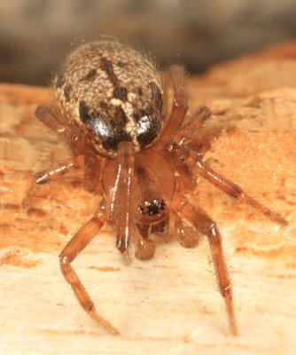 Enoplognatha marmorata