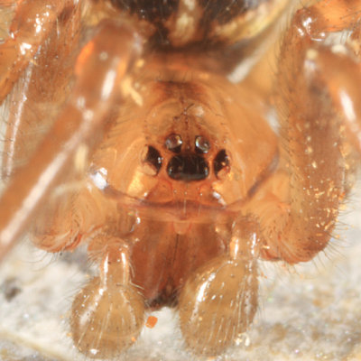 Enoplognatha marmorata