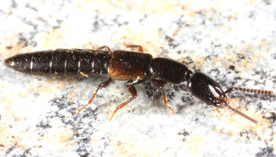 Neohypnus obscurus