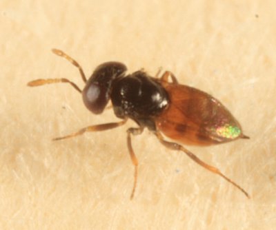 Chalcid Wasps - Aphelinidae