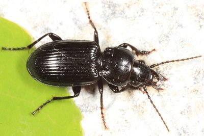 Pterostichus corvinus