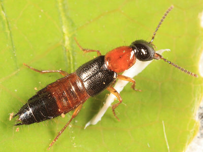 Large Rove Beetles - Subfamily Staphylininae