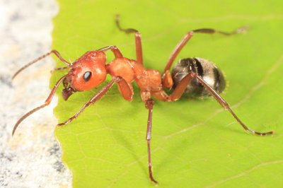 Formica rubicunda