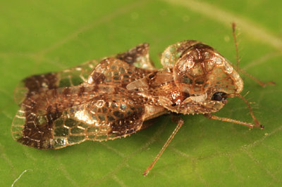 Corythucha cydoniae
