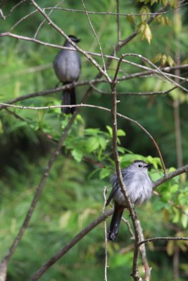 Gray Catbirds - Dumetella carolinensis