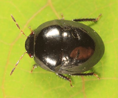 Galgupha nitiduloides