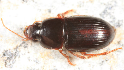 Harpalus fulgens