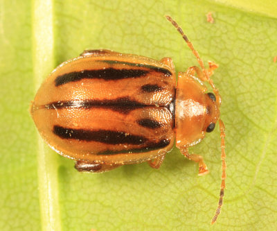 Capraita subvittata