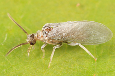 Dustywings - Coniopterygidae