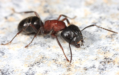 Camponotus noveboracensis