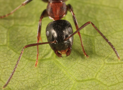 Camponotus nearcticus