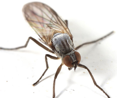 Rhamphomyia sp. (subgenus Megacyttarus)