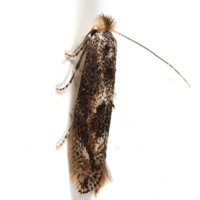 0572 -- Oak Skeletonizer Moth -- Bucculatrix ainsliella