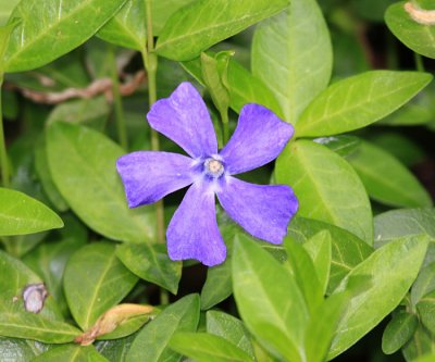 Periwinkle (Myrtle) - Vinca minor