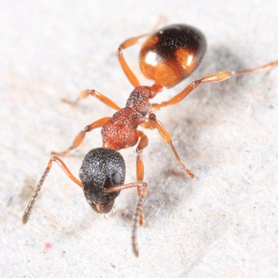 Ants genus Dolichoderus