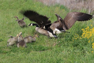 Canada Geese - Branta canadensis (fighting)