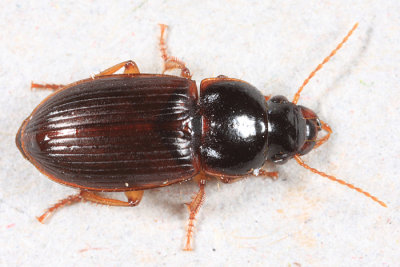 Harpalus somnulentus