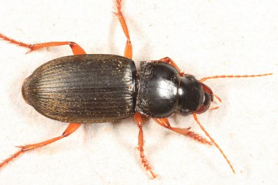 Harpalus rufipes