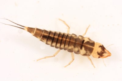 Neoporus sp. (larva)