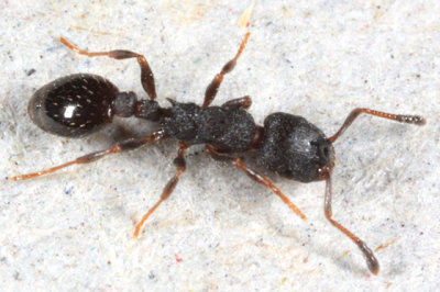 Ants genus Leptothorax