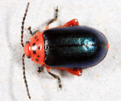 Flea Beetles - Alticini