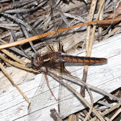 Blue Corporal - Ladona deplanata