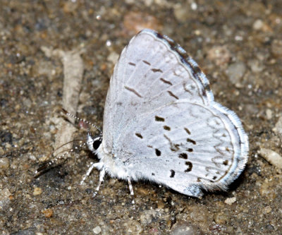 Cherry Gall Azure - Celastrina serotina