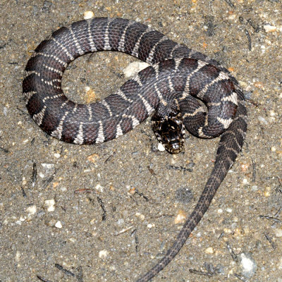 Northern Water Snake - Nerodia sipedon sipedon