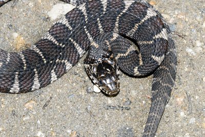 Northern Water Snake - Nerodia sipedon sipedon