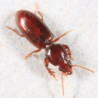 Ground Beetles - Subfamily Scaritinae