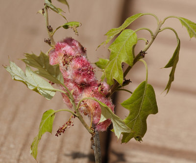 Woolly Catkin Gall Wasp - Callirhytis quercusoperator