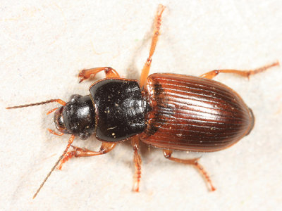 Anisodactylus sanctaecrucis