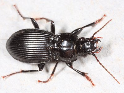 Ground Beetles - Tribe Pterostichini - Woodland Ground Beetles