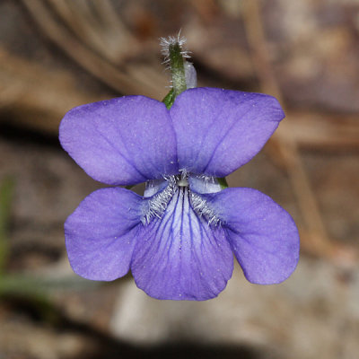 Arrowleaf Violet - Viola sagittata