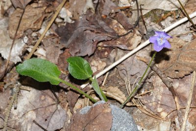  Arrowleaf Violet - Viola sagittata 