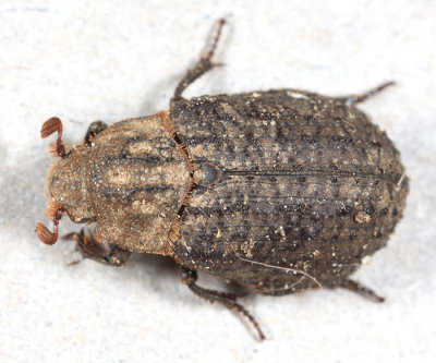 Trox capillaris