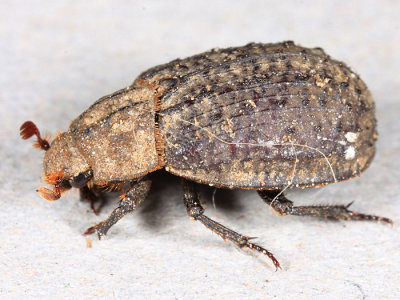 Trox capillaris