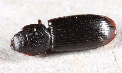 Tenebroides corticalis