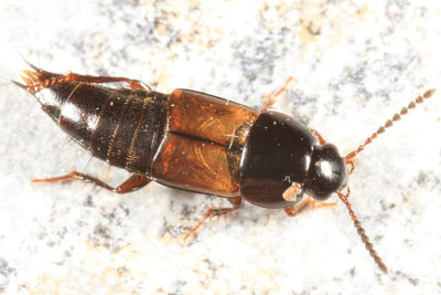 Tachinus basalis