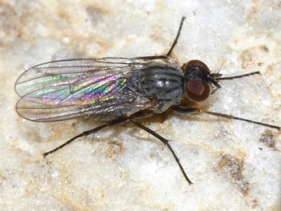 Muscidae