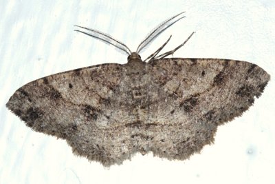 6621 -- Signate Melanolophia Moth -- Melanolophia signataria