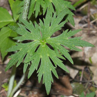 Tall Buttercup - Ranunculus acris