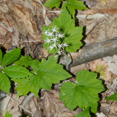 Foamflower - Tiarella cordifolia