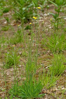 Field Hawkweed - Hieracium pratense
