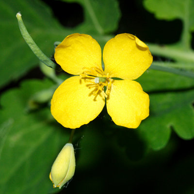 Celendine - Chelidonium majus