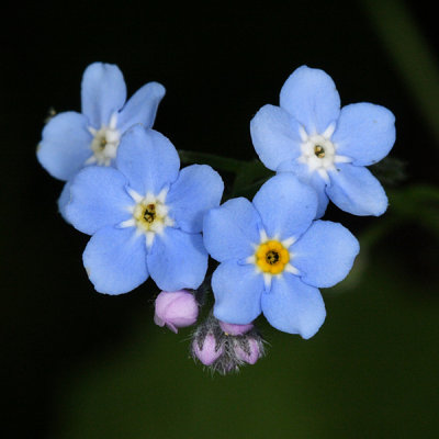 Forget-Me-Not