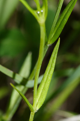 Lesser Stitchwort - Stellaria graminea