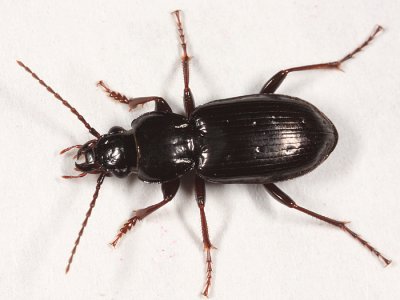 Pterostichus adstrictus